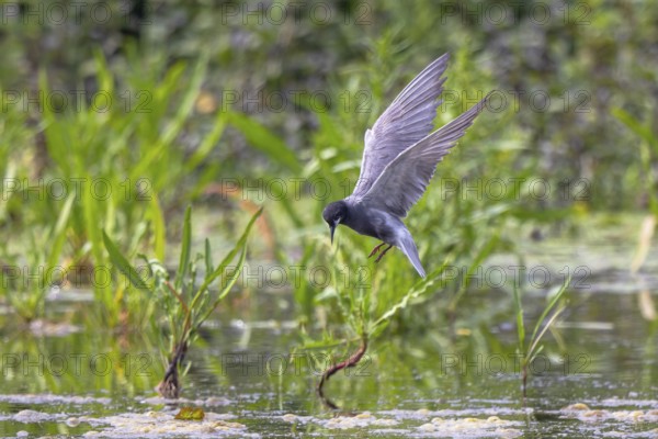 Black Tern (Chlidonias niger) flying, Netherlands