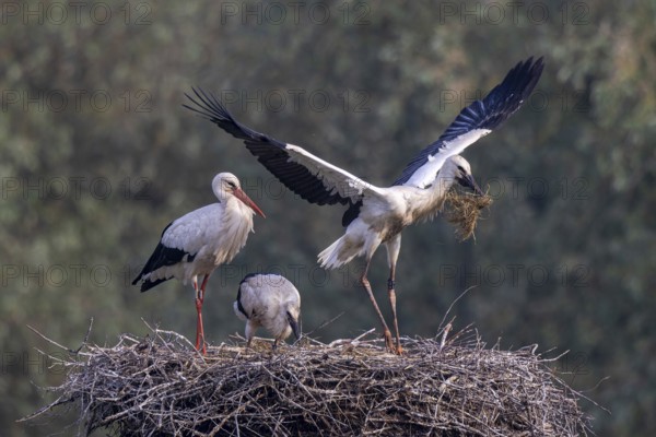 White Stork (Ciconia ciconia) adult with juveniles in nest, Netherlands