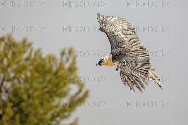 Bearded Vulture (Gypaetus barbatus) flying, Catalonia, Spain