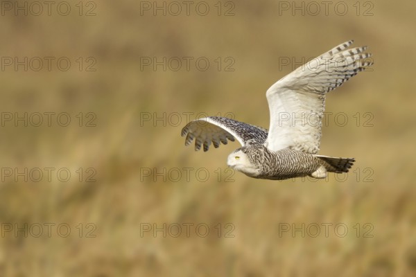Snowy Owl (Bubo scandiacus) flying, Vlieland, Netherlands