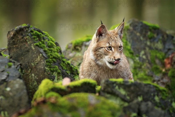 Lynx in the forest. Walking Eurasian wild cat on green mossy stone, green trees in background. Wild cat in nature habitat, Czech, Europe. Wildlife scene from nature. Beautiful fur coat animal