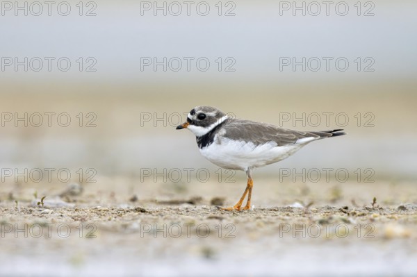 Common Ringed Plover (Charadrius hiaticula) foraging, North Rhine-Westphalia, Germany