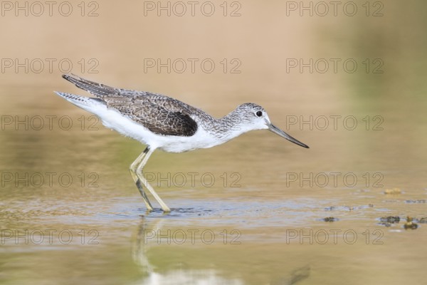 Common Greenshank (Tringa nebularia) foraging, Eilat, Israel