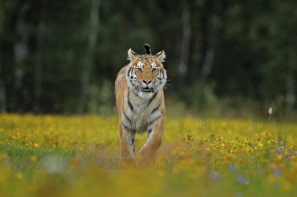 Tiger with yellow flowers. Siberian tiger in beautiful habitat. Amur tiger sitting in the grass. Flowered meadow with danger animal. Wildlife Russia. Summer with tiger. Animal walking in bloom