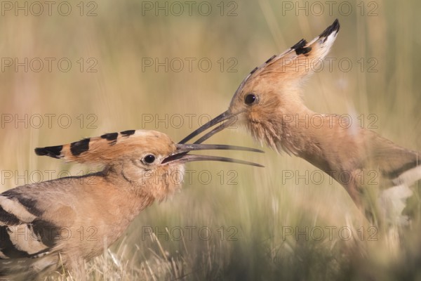 Eurasian Hoopoe (Upupa epops) pair passing food, Subotica, Serbia