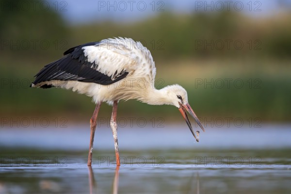 White Stork (Ciconia ciconia) foraging in shallow water, Saxony-Anhalt, Germany