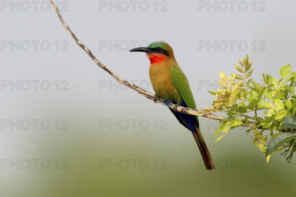 Red-throated Bee-eater (Merops bulocki), Murchison Falls National Park, Uganda