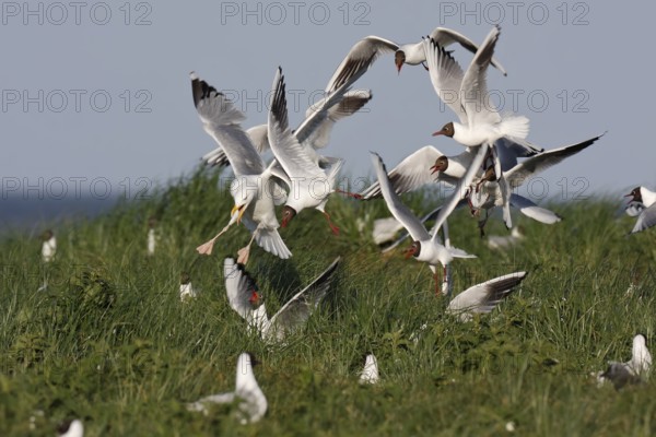 Black-headed Gull (Chroicocephalus ridibundus), Lower Saxony, Germany