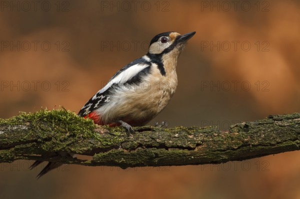 Great Spotted Woodpecker (Dendrocopos major), Utrecht, Netherlands