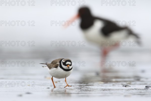 Common Ringed Plover & Eurasian Oystercatcher (Charadrius hiaticula & Haematopus ostralegus) foraging, Schleswig-Holstein, Germany