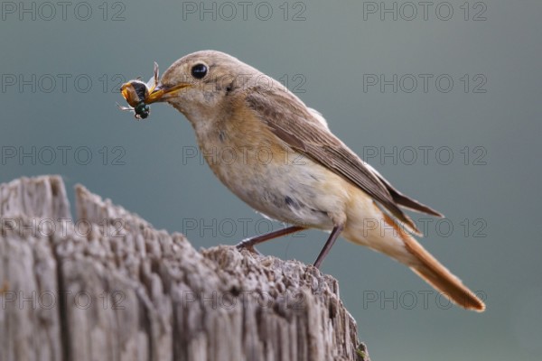 Common Redstart (Phoenicurus phoenicurus) female with feed in beak, North Rhine-Westphalia, Germany
