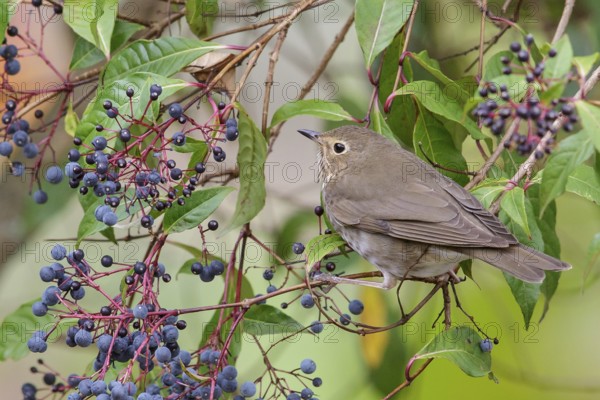 Swainson's Thrush (Catharus ustulatus) perched on a branch in Costa Rica