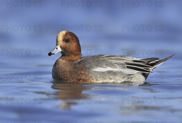 Eurasian Wigeon (Mareca penelope) male, British Columbia, Canada