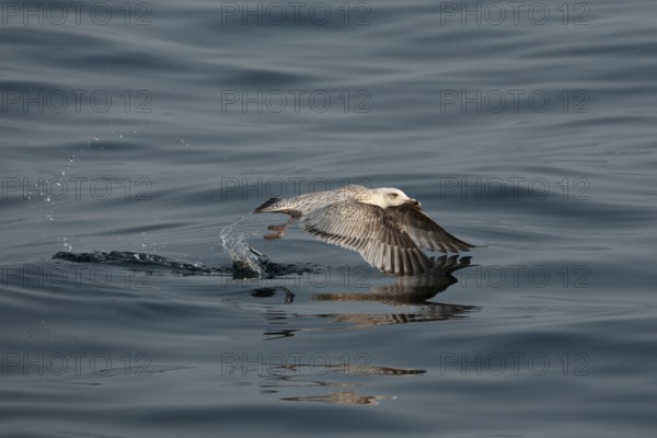 European Herring Gull (Larus argentatus) flying, Baltic Sea, Germany