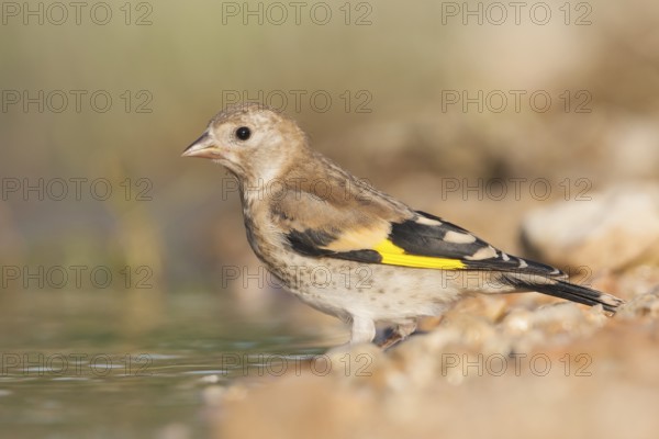 European Goldfinch - Stieglitz - Carduelis carduelis ssp. balcanica, Croatia, juvenile