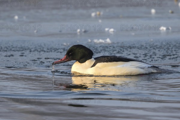Common Merganser (Mergus merganser) male simming on an ice edge, Mecklenburg-Western Pomerania, Germany