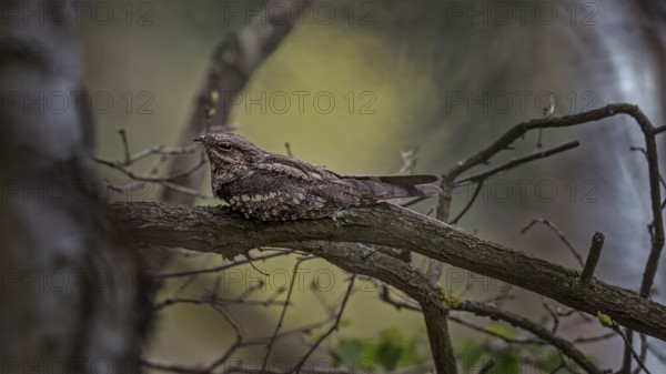 European Nightjar (Caprimulgus europaeus) perched on a branch, Saxony-Anhalt, Germany