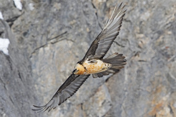 Bearded Vulture (Gypaetus barbatus) flying, Valais, Switzerland