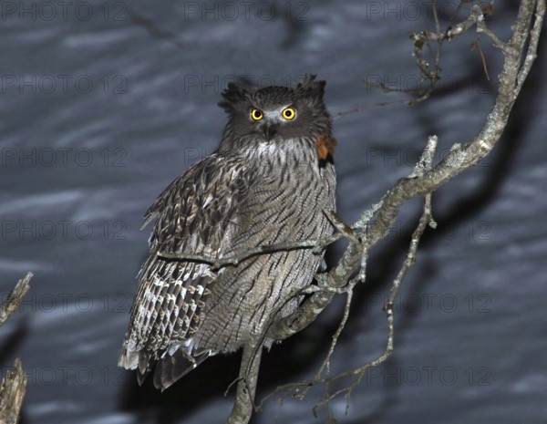 Blakiston's Fish Owl (Bubo blakistoni), Hokkaido, Japan