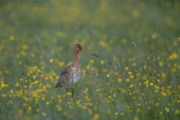 Black-tailed Godwit (Limosa limosa) on grassland with flowering meadow buttercup (Ranunculus acris), Schleswig-Holstein, Germany