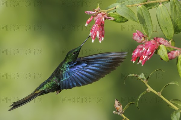 Great Saphirewing (Pterophanes cyanopterus) flying and feeding at a flower in the mountains of Colombia, South America