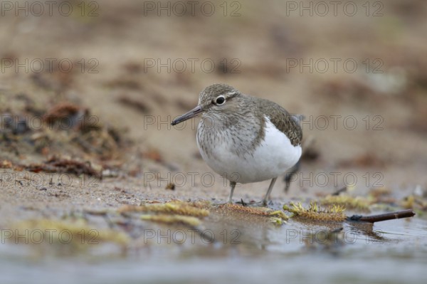 Common Sandpiper (Actitis hypoleucos) foraging, North Rhine-Westphalia, Germany
