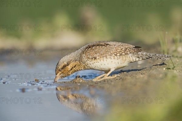 Eurasian Wryneck (Jynx torquilla) drinking at water hole, Aosta Valley, Italy