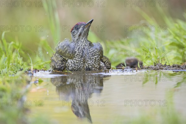 European Green Woodpecker (Picus viridis) juvenile bathing, Aosta Valley, Italy