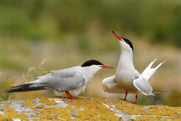 Common Tern (Sterna hirundo) pair, Farne Islands, United Kingdom