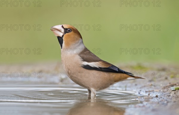 Hawfinch (Coccothraustes coccothraustes) male drinking at waterhole, Aosta Valley, Italy