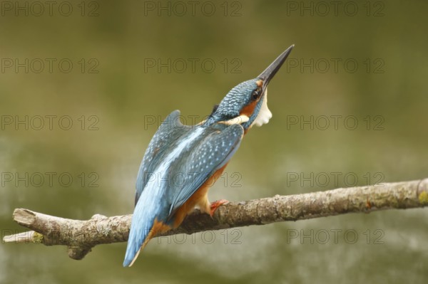 Common Kingfisher (Alcedo atthis) male, North Rhine-Westphalia, Germany