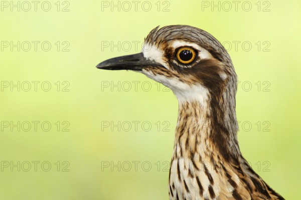 Bush Stone-curlew (Burhinus grallarius), Queensland, Australia