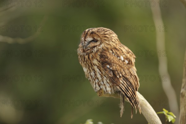Tawny Owl (Strix aluco), Wales, United Kingdom