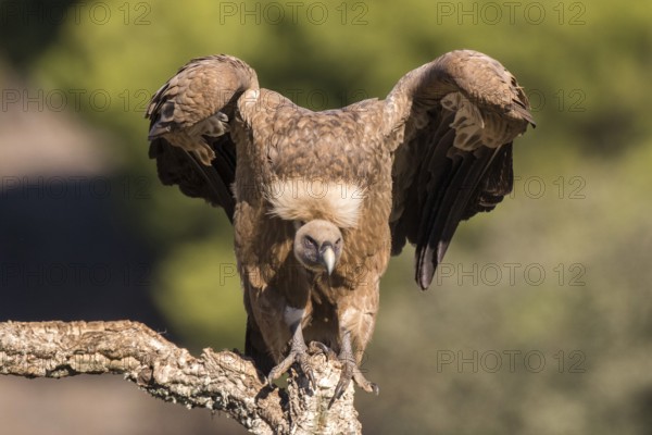 Griffon Vulture (Gyps fulvus) perched on a tree branch, Andalusia, Spain