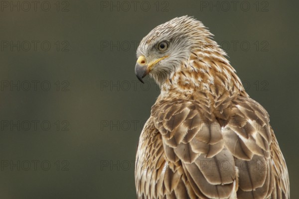 Red Kite (Milvus milvus), portrait, Castile and Leon, Spain