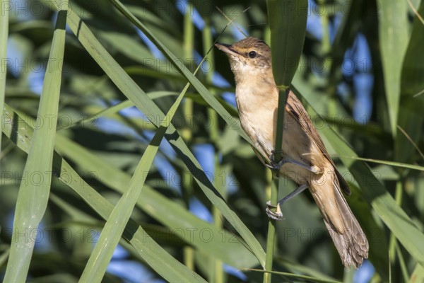 Great Reed Warbler (Acrocephalus arundinaceus) perched in reedbed, Mecklenburg-Western Pomerania, Germany