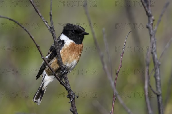 European Stonechat (Saxicola rubicola) male perched on a branch, Netherlands
