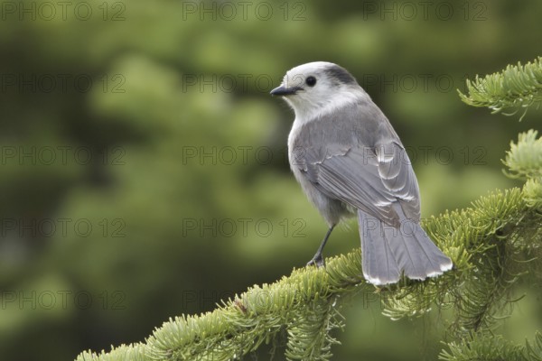 Grey Jay (Perisoreus canadensis), British Columbia, Canada