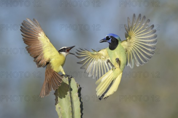 Great Kiskadee & Green Jay (Pitangus sulphuratus & Cyanocorax luxuosus) wrangling, Texas, USA