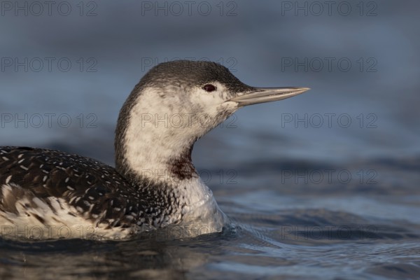 Red-throated Loon (Gavia stellata), Schleswig-Holstein, Germany