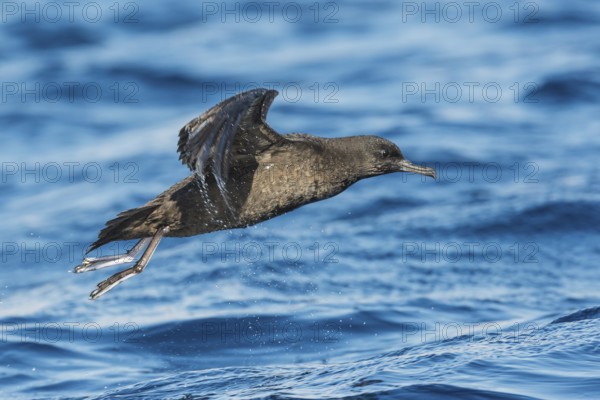 Sooty Shearwater (Ardenna grisea) flying, Eilat, Israel