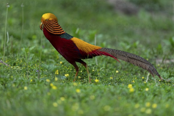 Golden Pheasant (Chrysolophus pictus) male perched on the ground, Shanxi, China