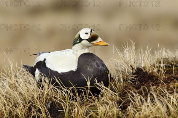 Spectacled Eider (Somateria fischeri) male, Alaska, USA