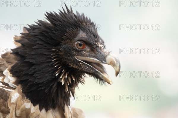 Bearded Vulture (Gypaetus barbatus) juvenile, captive, Germany
