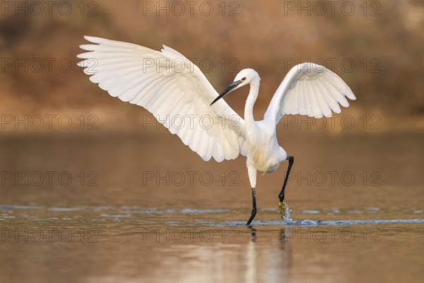 Little Egret (Egretta garzetta) foraging, Eilat, Israel