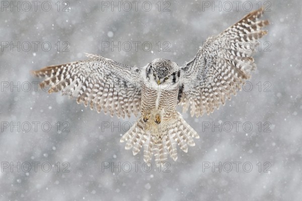 Snow winter scene with flying owl. Hawk Owl in fly with snowflake during cold winter. Wildlife scene from nature. Storm with flight bird. Owl with open wings from Finland. Nature of north Europe