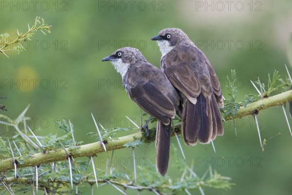 Northern Pied Babbler (Turdoides hypoleuca) perched on a branch, Lake Manyara, Tanzania
