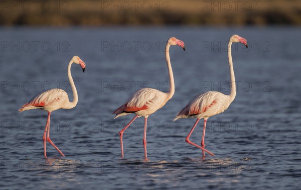 Greater Flamingo (Phoenicopterus roseus), Sardinia, Italy