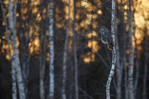 Great Grey Owl (Strix nebulosa), Vaesterbottens laen, Sweden