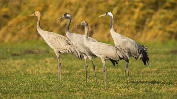 Common Crane (Grus grus) pair with juvenile, Mecklenburg-Western Pomerania, Germany